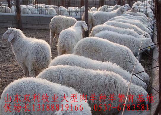 ֻ硢СɽСĸ򡢷򡢻