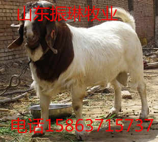ɽ㷢¸ĺð