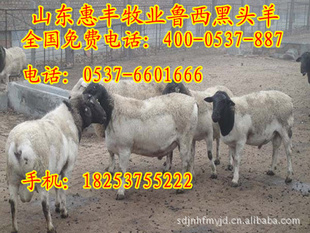 山东惠丰黑头绵羊养殖信息鲁西黑头羊近期的价钱