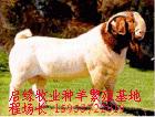 大量改良肉羊新品种希望各种养殖大小客户来我场选购肉羊