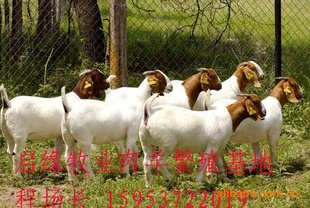 想发家不用慌养殖改良羊准发家本钱小利钱大想发得发