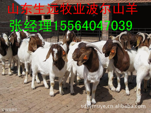 ԶӮֳƷ׬Ǯѡ