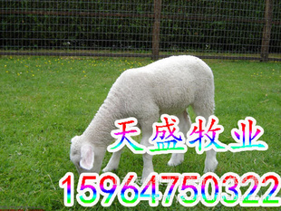 Сβӻʧ