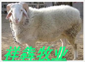 Ӧ³ţţ¿Сβ