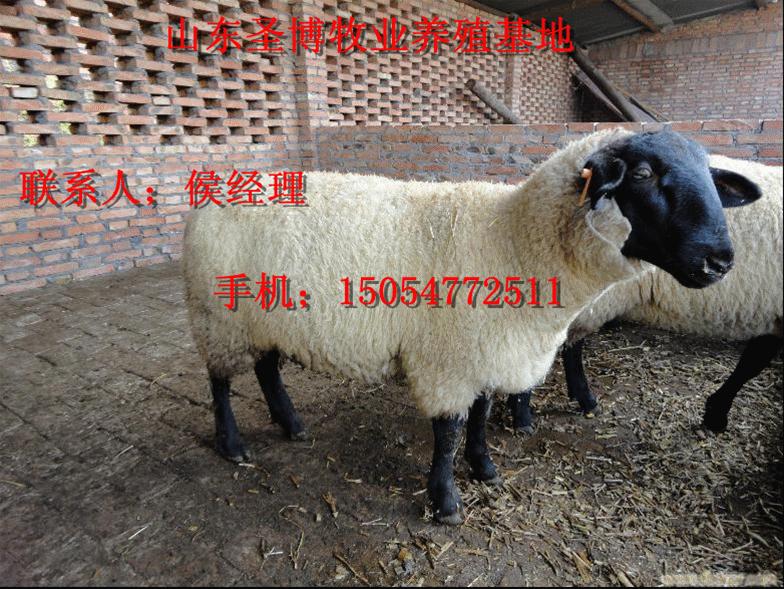 肉羊种羊品种:杜泊绵羊山东圣博牧