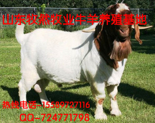 ȴǿֳɰǮ׬