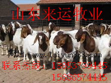 СǮһֻ