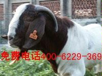 2012򷢼¸ֳЧ10000ֻۣ