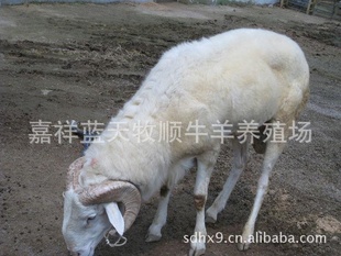 20﴿СβǮһֳֻСβ