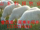 ʹСβ