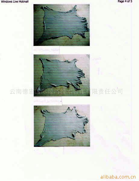 ʷ/ʪɽƤ̩Ƥ(ͼ)