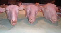 䶳ͷ䶳䶳