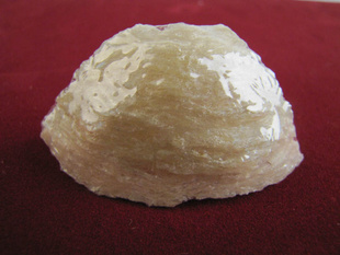 Bird'sNestsinyanbird'snest