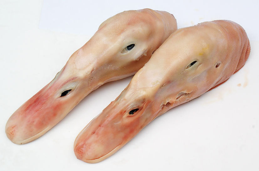 ӦѼѼѼͷѼצ