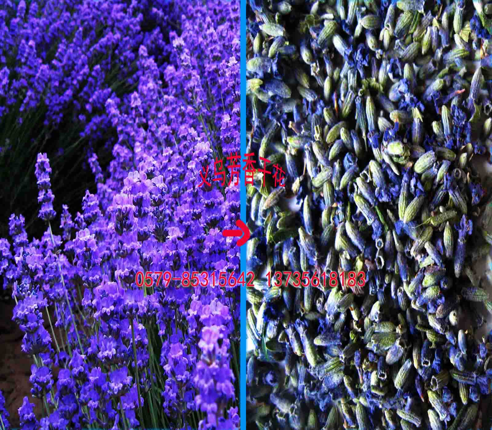 ҾƷ¼2011޹²