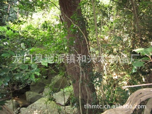林区百年樟树