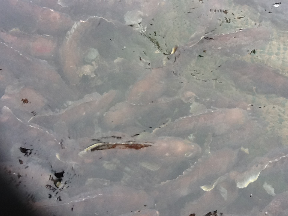 ʻʯ۸ϺʳƷ