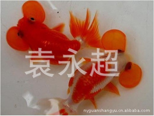 ش㡢ˮݽ