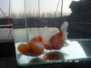 ݽ泡