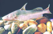 ޹彭㳤d