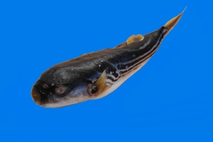 Ұƺʵݶ