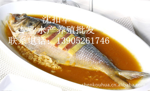 ճʣ䶳