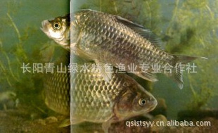 --彭ֳ