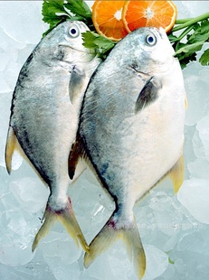 Ӫḻڸ۸ŻݵĽ