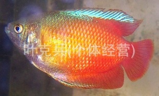 ֳ۸ȴ㣬