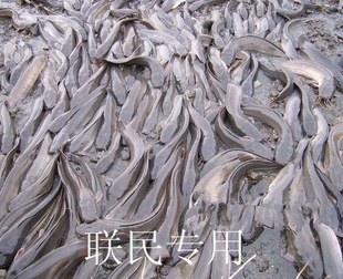 (ʭ.ʭ)
