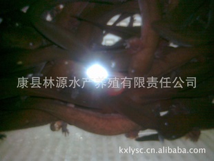 7-15磬ߺԭ̬ȻƷ