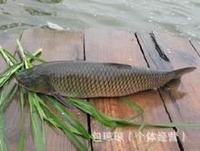 ȫ缰Ʒ