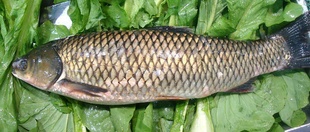 ˮʻˮƷӭѡ