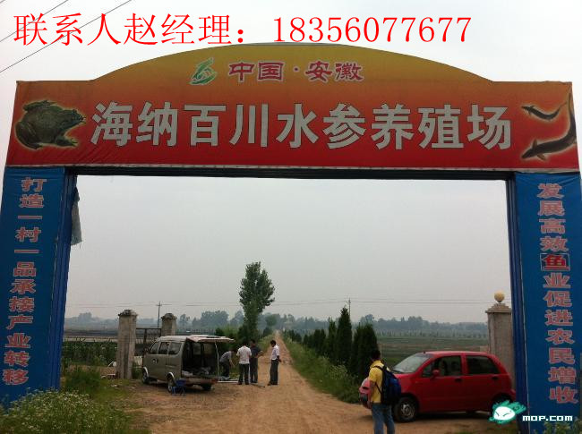 安徽泥鳅养殖,免费教你技术,市场价回收成品