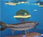 大量淡水鱼千岛湖青鱼