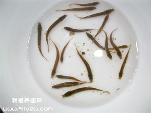 Ƭ40磩
