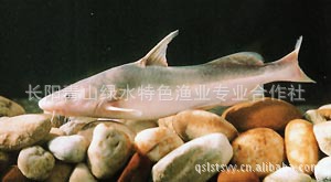 彭人ר----···ţβ