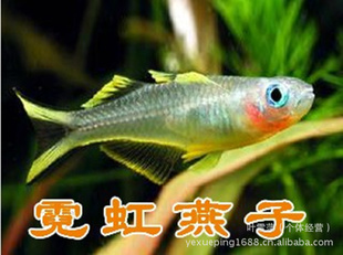 Ϻȴֳش޺