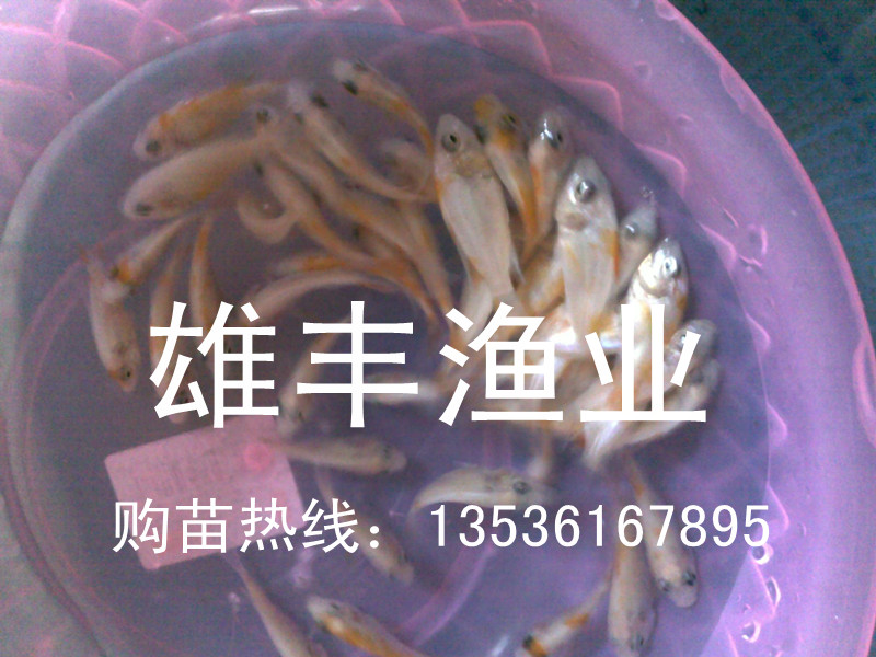 ֺ޷