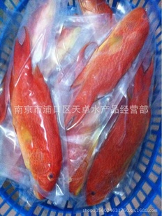 ǰ߻ǰ500-600G