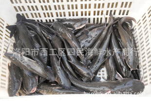 活黄骨鱼活海鲜价格优惠欢迎来电咨询