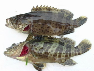 ʻʯֻʻʾ