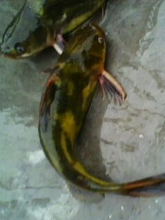 ˹ѱ峤5cm