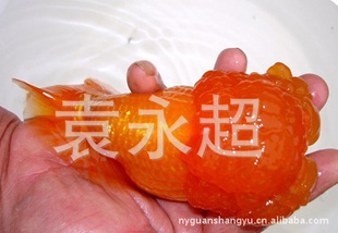 ش㡢컢ͷ