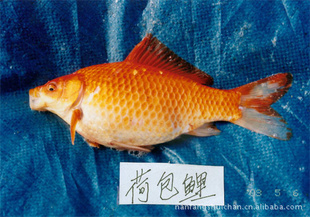ݸϷˮоʻɰ