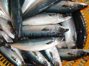 mackerel