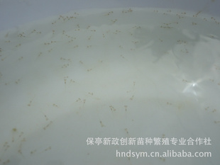 海南出售淡水白鲳水花15元/万数量、品质保