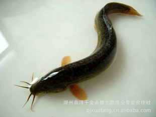 ֱ䱷̬