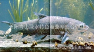 --彭1015ϴƷ