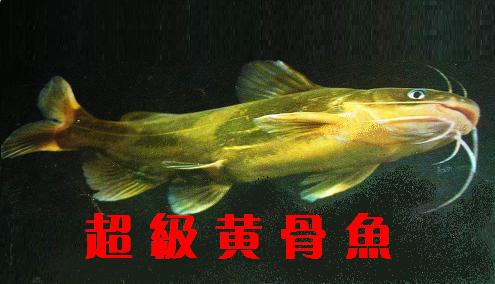 ۻ